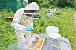 Using the freeze-brood technique to assess hygienic behaviour in honey bee colonies