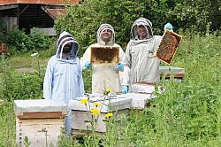 Researchers standing next to honey bee colonies testing for hygienic behaviour