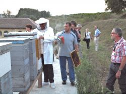 COLOSS delegates examining hives at the University of Belgrade, Faculty of Biology