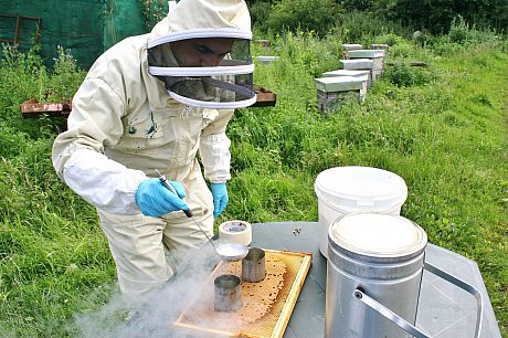 Researcher testing a honey bee colony for genetic trait.