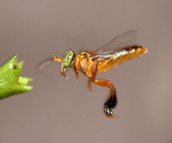Tetragonisca angustula