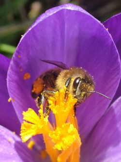 Honey bee on a crocus growing on the University campus