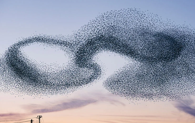 Starling swarm in evening sky.