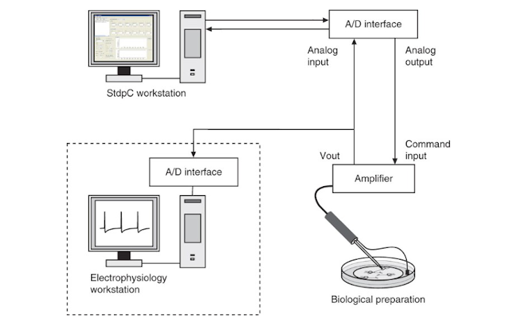 Brain - computer system diagram