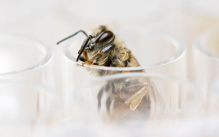 Honeybee adult emerging from cell culture plate