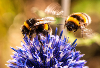 Bees landing on a purple flower