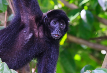 A monkey in a tree