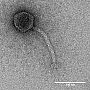 Bacteriophage – P. Schellenberger