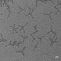 CdSe Tetrapod nanoparticles - P.Schellenberger/Osborne group