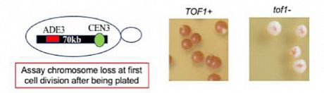 Image showing the yeast colony colour when Tof1 is present (red colonies) compared to when it is deleted (white colonies)
