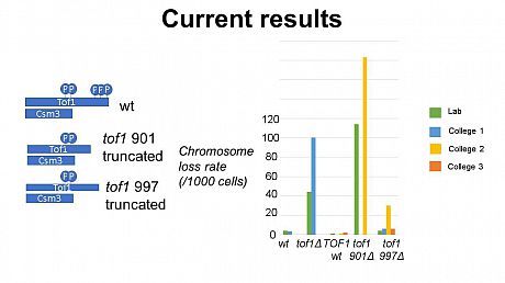 Results from the students demonstrates that deletion of pat of the tof1 gene results in increased chromosome instability