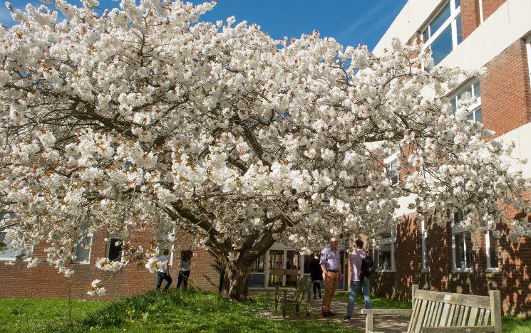 A tree in blossum outside of the JMS Building on campus