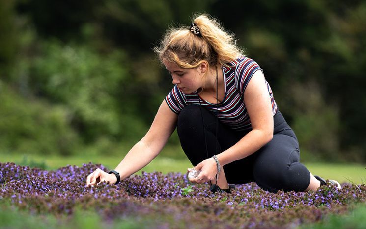 A student tending to wild flowers on campus