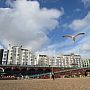Seagulls by the pier