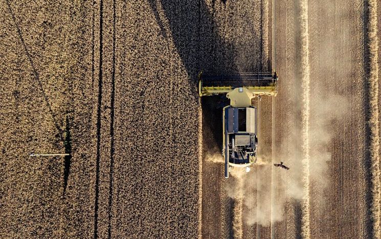 Crops in a field