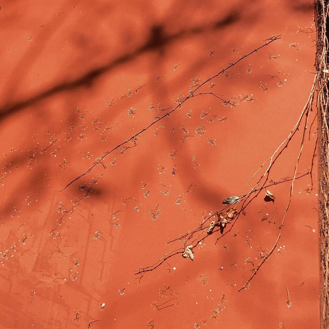 A red floor with leaves and twigs