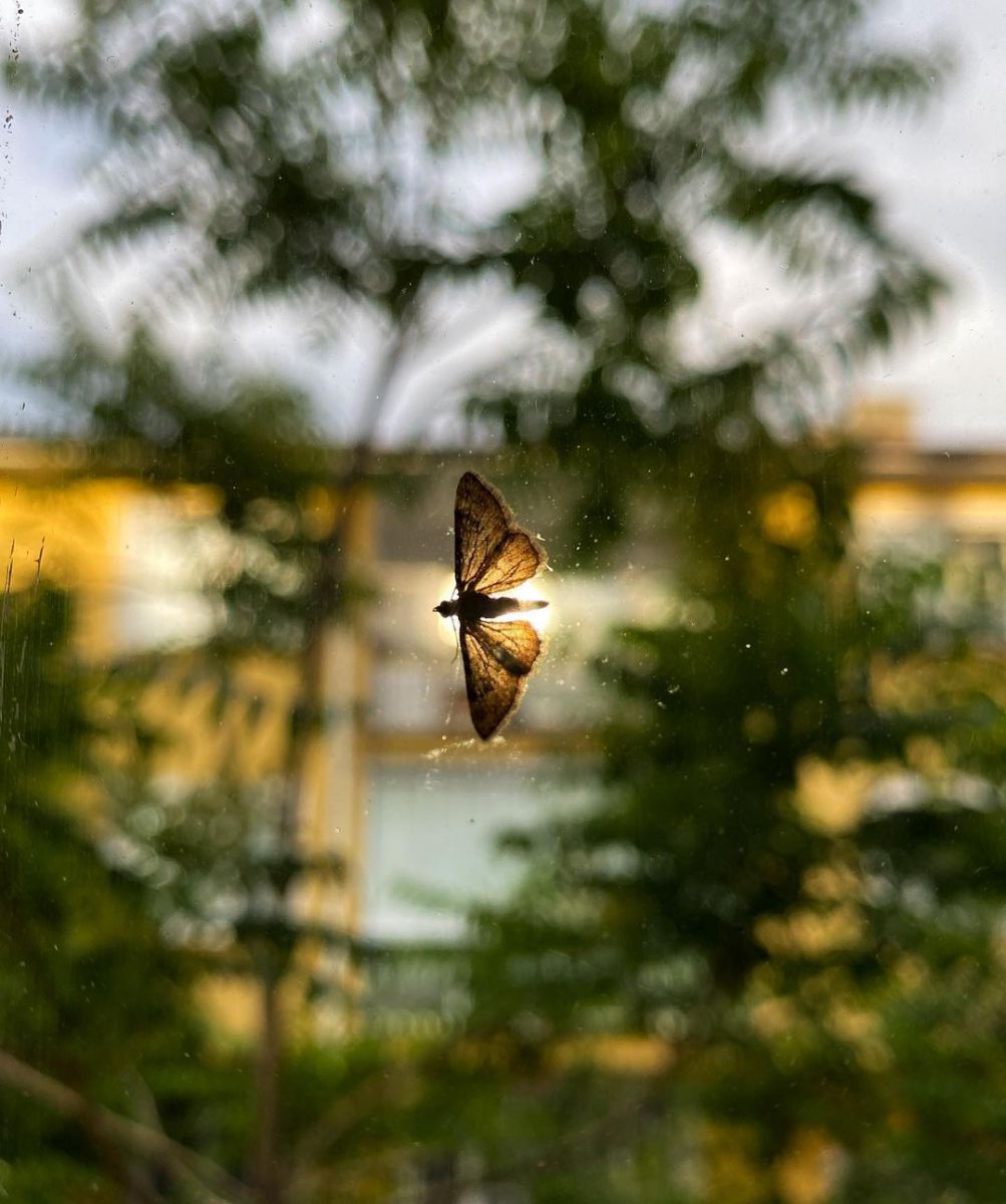 A butterfly flies in the air with green trees in the background
