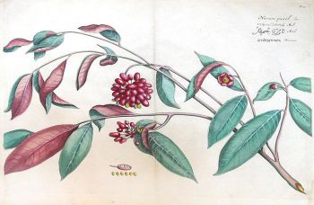 Apologies. Broadcast images pre 2021 do not have alt-text