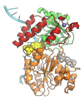 Molecular ‘cartoon’ of BLM helicase bound to an inhibitor (yellow spheres)