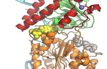 Molecular ‘cartoon’ of BLM helicase bound to an inhibitor (yellow spheres)