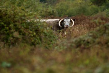 Longhorn cattle amongst the scrub at a study site, Knepp Castle Estate. Photo: Christopher Sandom