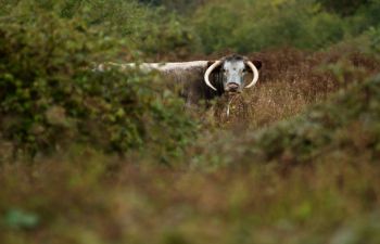 Longhorn cattle amongst the scrub at a study site, Knepp Castle Estate. Photo: Christopher Sandom