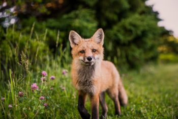 A red fox looks at the camera, standing a green field with pink flowers and green trees.
