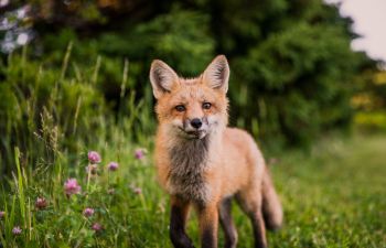 A red fox looks at the camera, standing a green field with pink flowers and green trees.