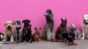 A line up of assorted dogs against a cheery pink background wall