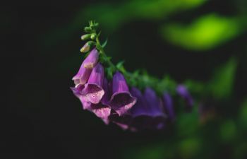 A close up of the purple flowers of the foxglove.