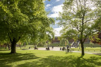 A sunny scene of University of Sussex campus showing two large trees and green space