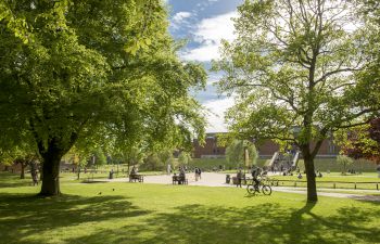 A sunny scene of University of Sussex campus showing two large trees and green space