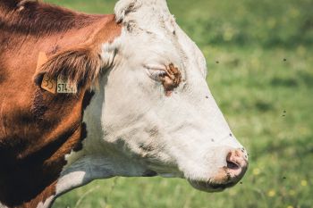 A brown and white cow is surrounded by buzzing black flies in a field