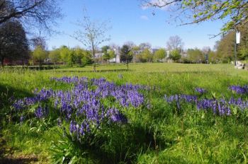 A naturalised wildflower garden on campus