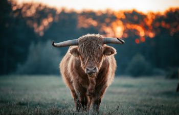A Highland cattle faces the camera standing in a field as the sun rises