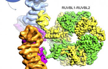 Bright squiggles and blobs form the structure of particular nano machines in the body - as revealed by researchers from Sussex and Madrid.