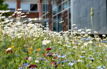 A close-up photo of the wild flowers growing on the University of Sussex campus