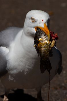 A Herring Gull eating a carp