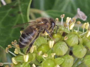 A honeybee on a plant