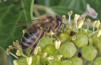 A honeybee on a plant