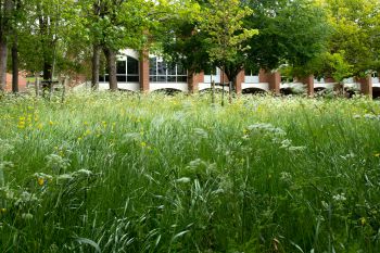 An image of the University of Sussex campus with a red brick building hidden behind tall grass and trees