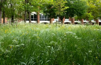 An image of the University of Sussex campus with a red brick building hidden behind tall grass and trees