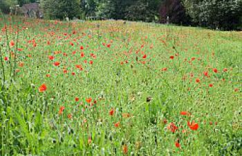 Wildflower meadow with poppies