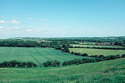 Green agricultural fields with hedges; blue sky