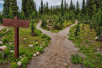 Two paths opening into a perennial forest