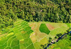 Eagle eye's view of a green landscape: division between agricultural fields and a forest