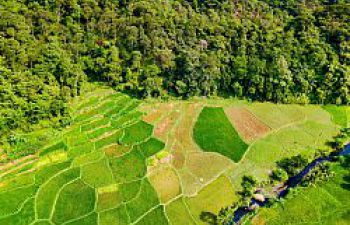 Eagle eye's view of a green landscape: division between agricultural fields and a forest