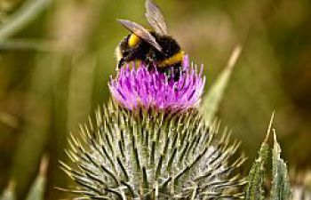 A bee diving the head into a pink flower