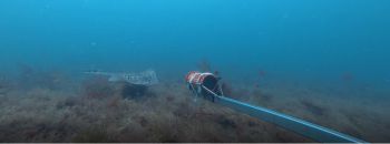 An undulate ray swims up to an underwater camera in a kelp forest off the coast of Sussex