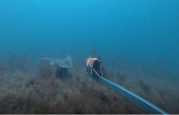 An undulate ray swims up to an underwater camera in a kelp forest off the coast of Sussex